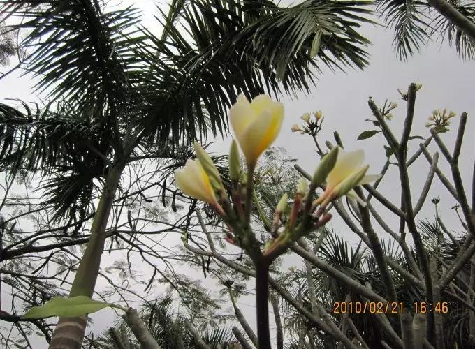 鸡蛋花.jpg