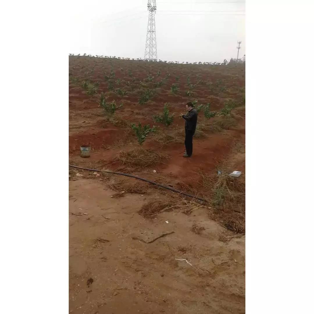 张细明的水果基地.jpg
